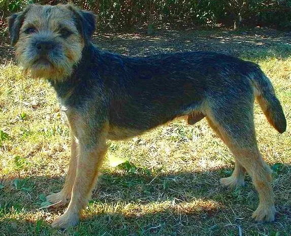Border Terrier dog — A wiry terrier bred to keep up with foxhounds across rough country.