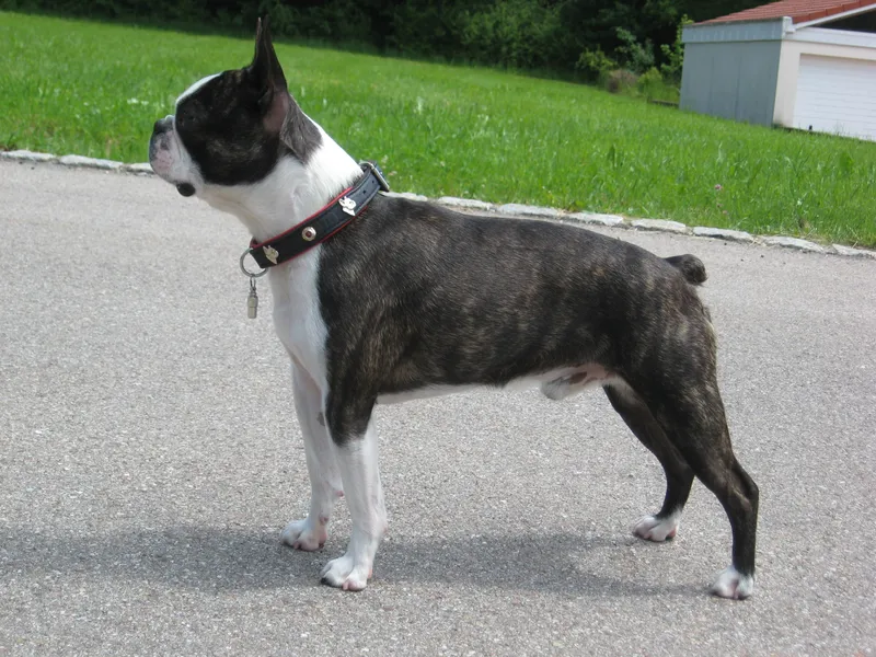 Boston Terrier dog — The 'American Gentleman' — a compact, tuxedo-marked companion with a sense of humour.