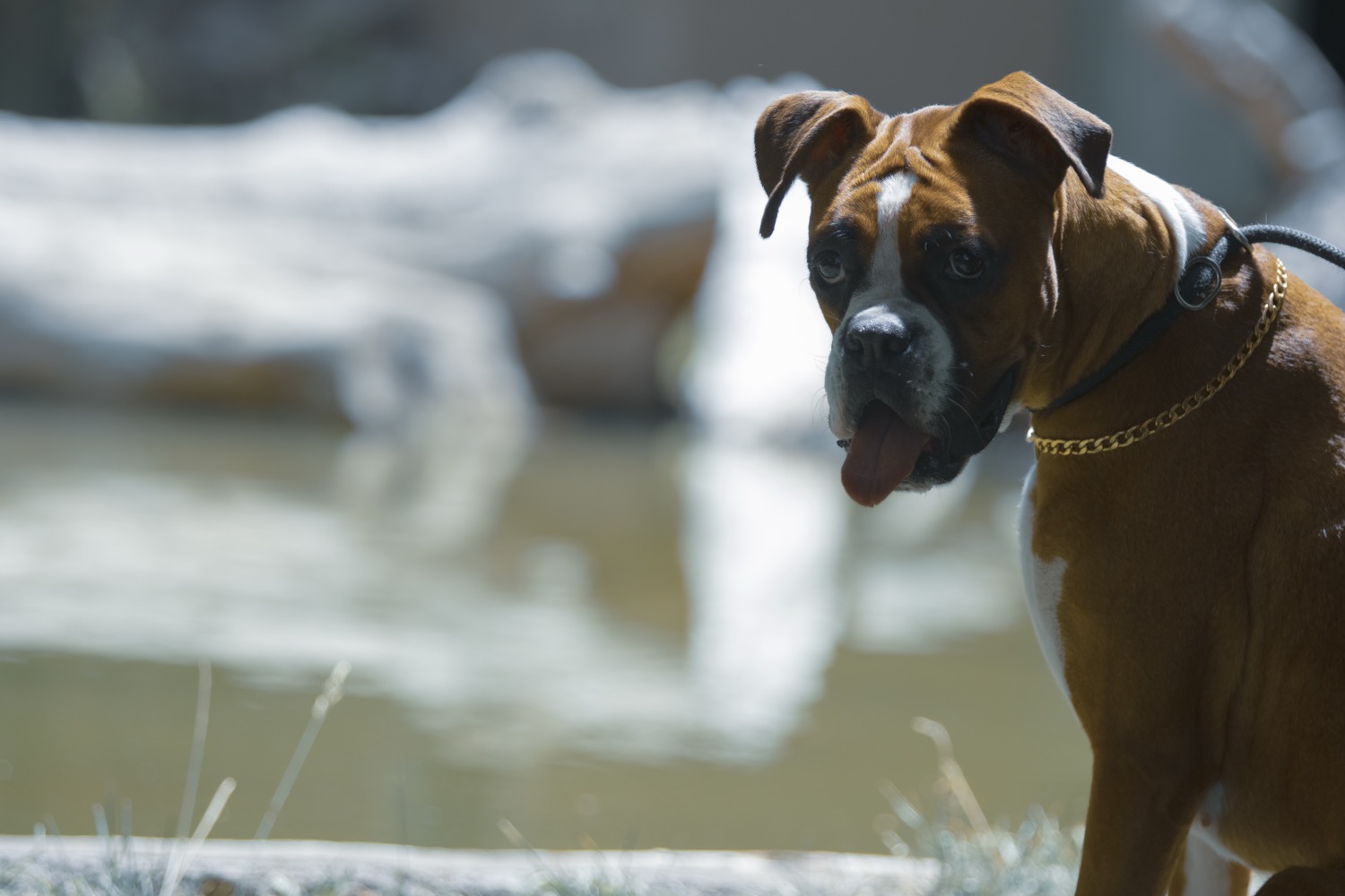Boxer dog — An athletic, clownish family dog with a short coat and boundless affection for its people.