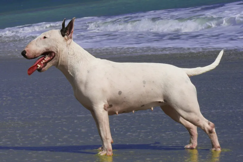 Bull Terrier — dog breed