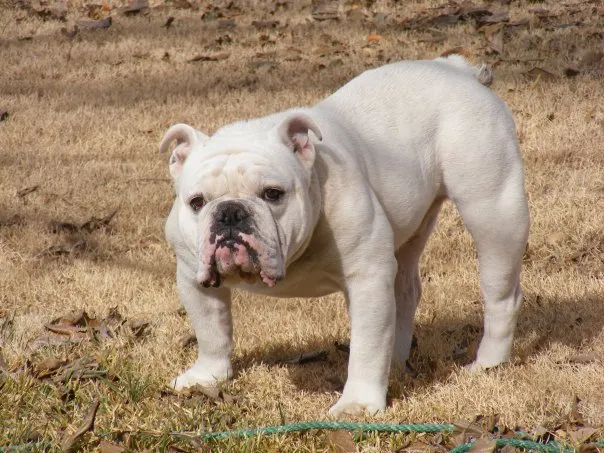 Bulldog — dog breed