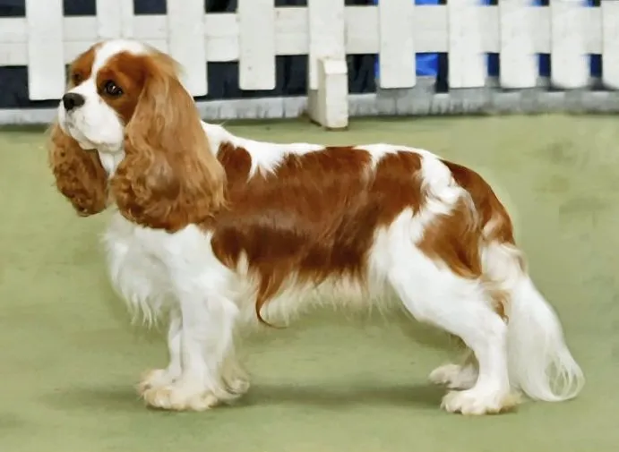 Cavalier King Charles Spaniel — dog breed