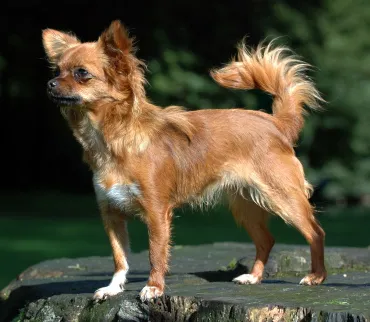 Chihuahua — dog breed