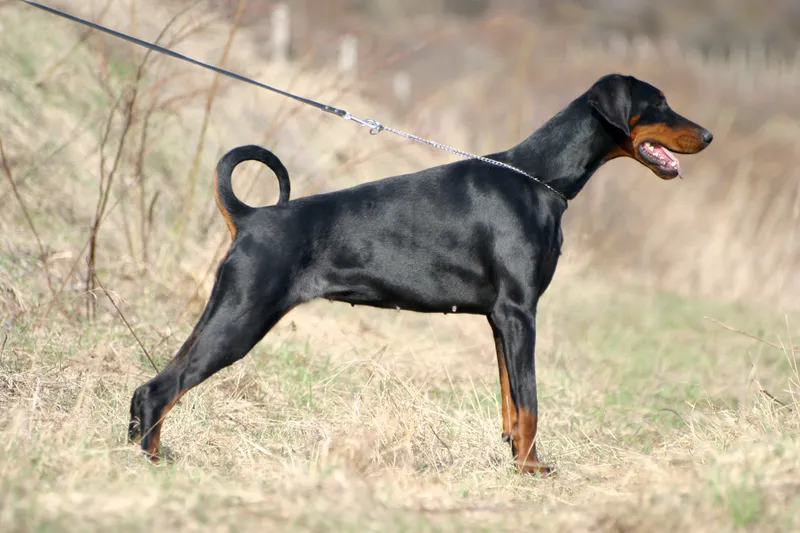 Doberman Pinscher — dog breed