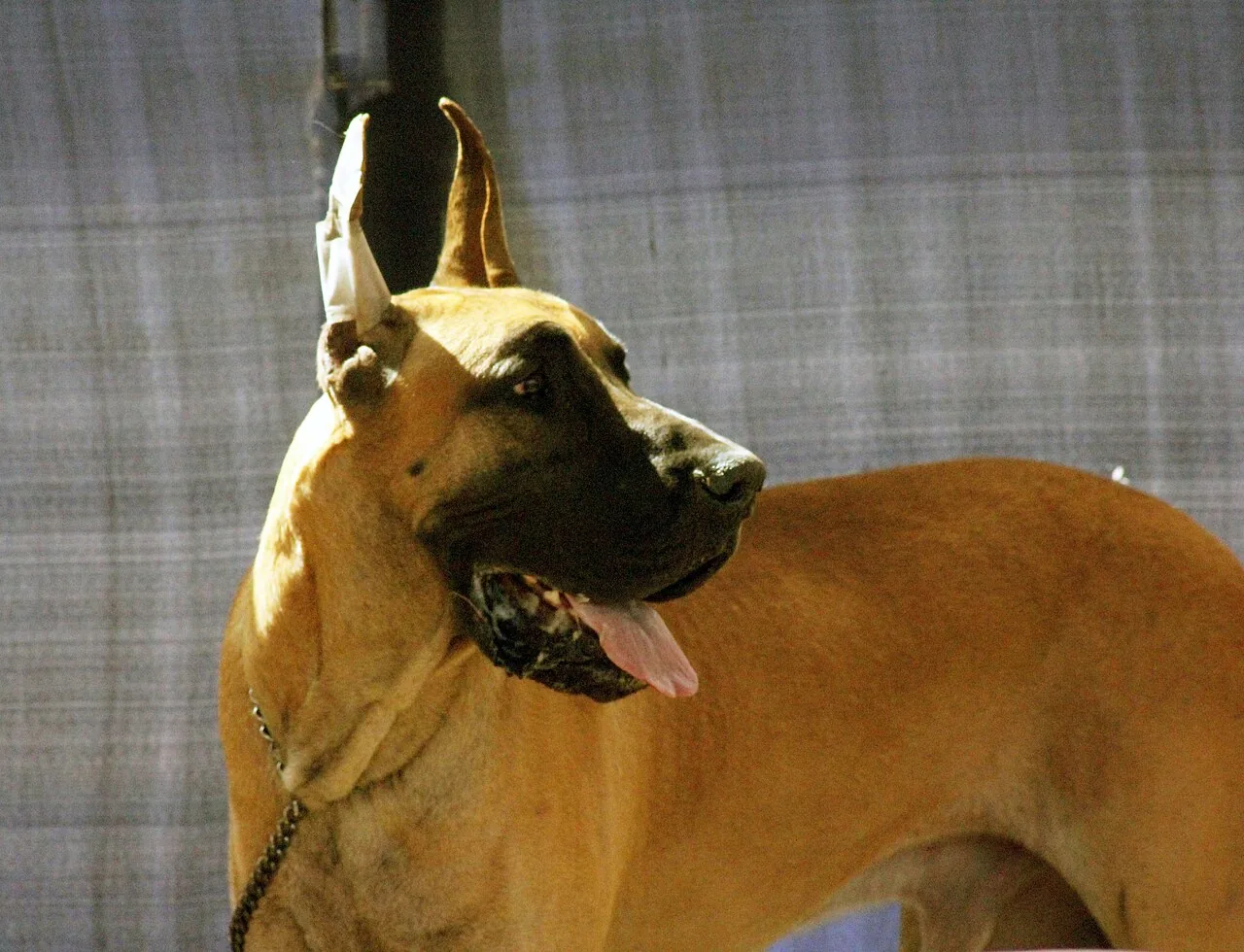 Great Dane dog — One of the tallest dog breeds — a gentle giant that needs space and careful joint care.