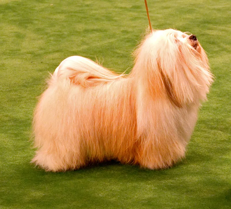 Havanese dog — Cuba's national dog — a silky-coated companion that loves people and learns tricks easily.