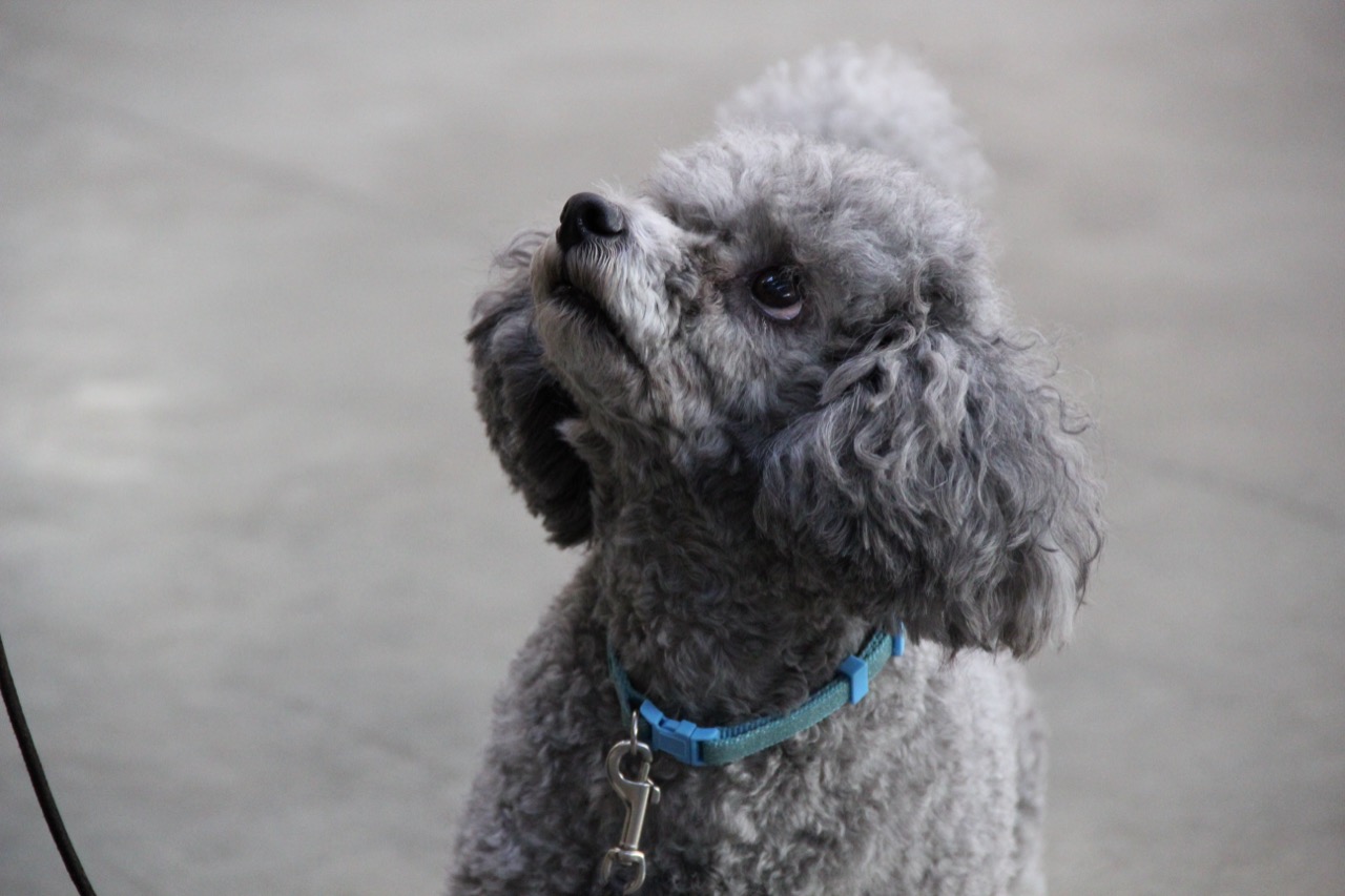 Miniature Poodle — dog breed