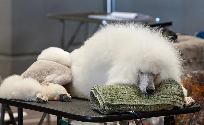 Poodle dog — Behind the show-ring coat is one of the smartest, most trainable breeds; poodles come in three sizes and shed very little.