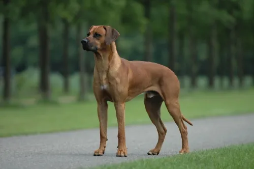 Rhodesian Ridgeback dog — Named for the hair ridge along its back — bred to track lions and guard farms.
