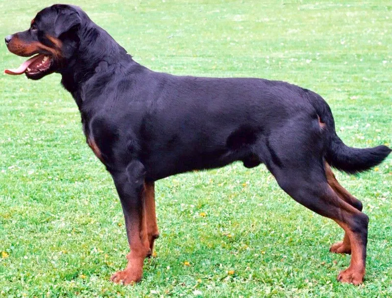 Rottweiler — dog breed