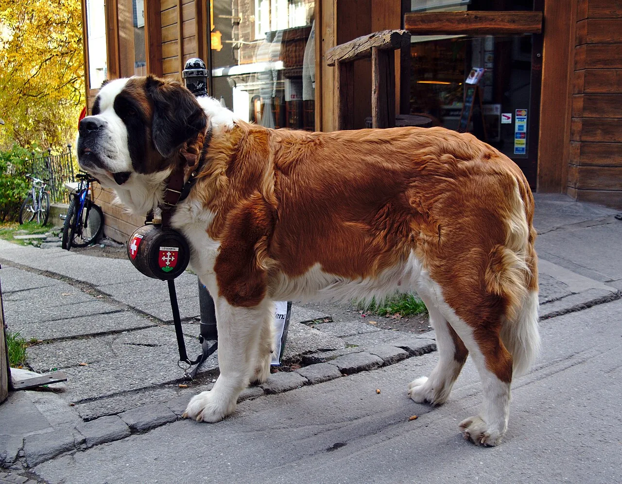 Saint Bernard — dog breed