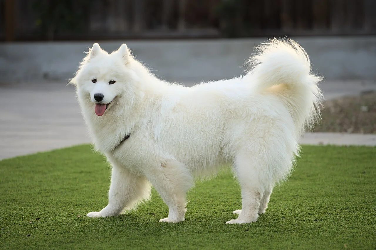 Samoyed dog — The smiling Spitz — a fluffy sled dog that loves people and cold weather.