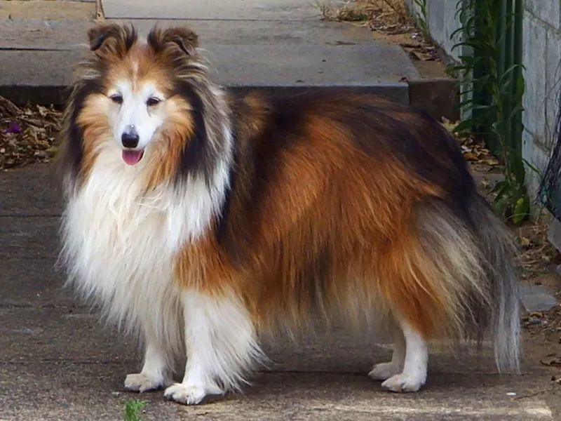Shetland Sheepdog — dog breed
