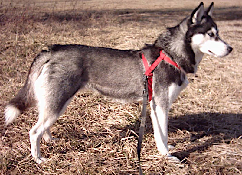 Siberian Husky — dog breed