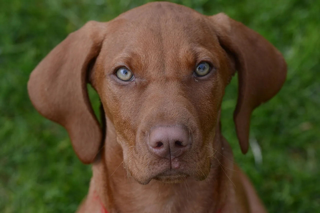 Vizsla — dog breed