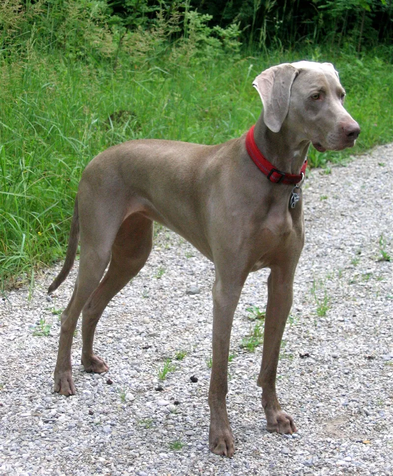 Weimaraner dog — The 'Grey Ghost' — a sleek sporting breed that needs extensive exercise and company.
