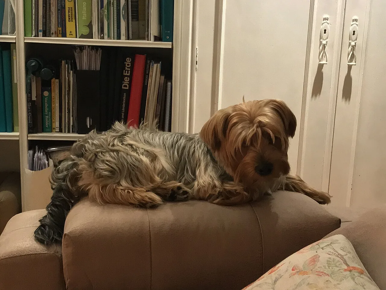 Yorkshire Terrier — dog breed
