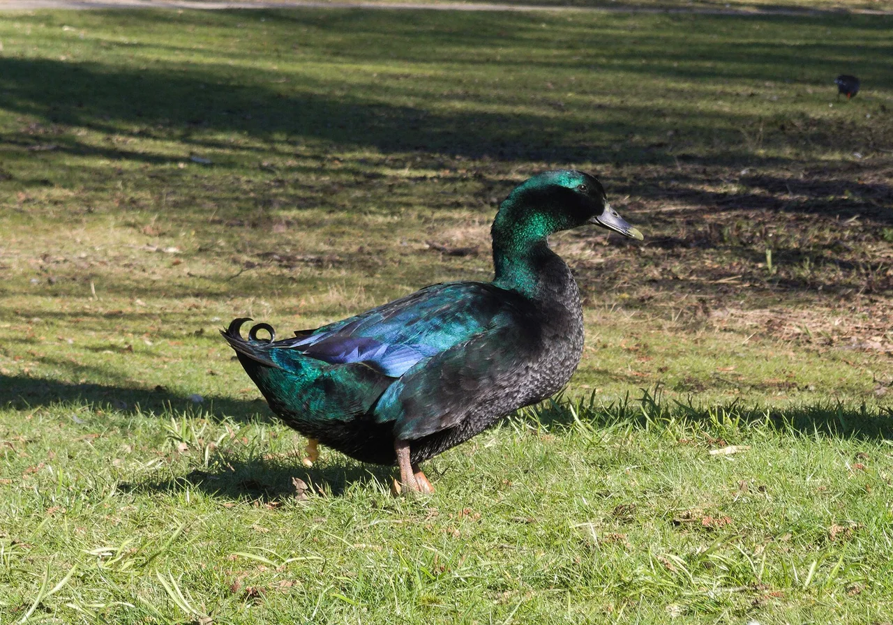 Cayuga duck — Iridescent green-black plumage and grey egg shells — an American heritage breed.