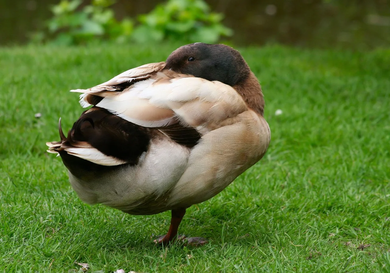 Khaki Campbell — duck breed