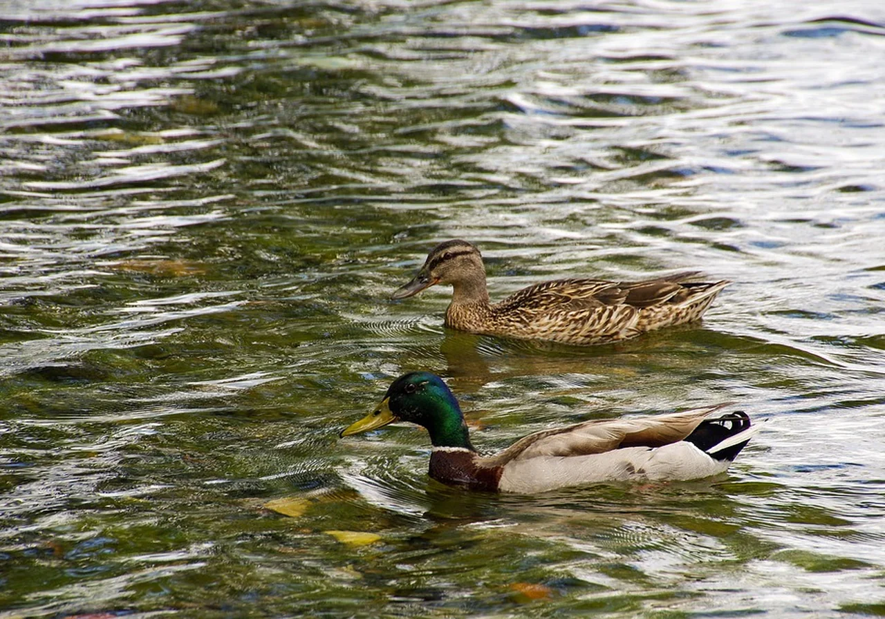 Rouen — duck breed