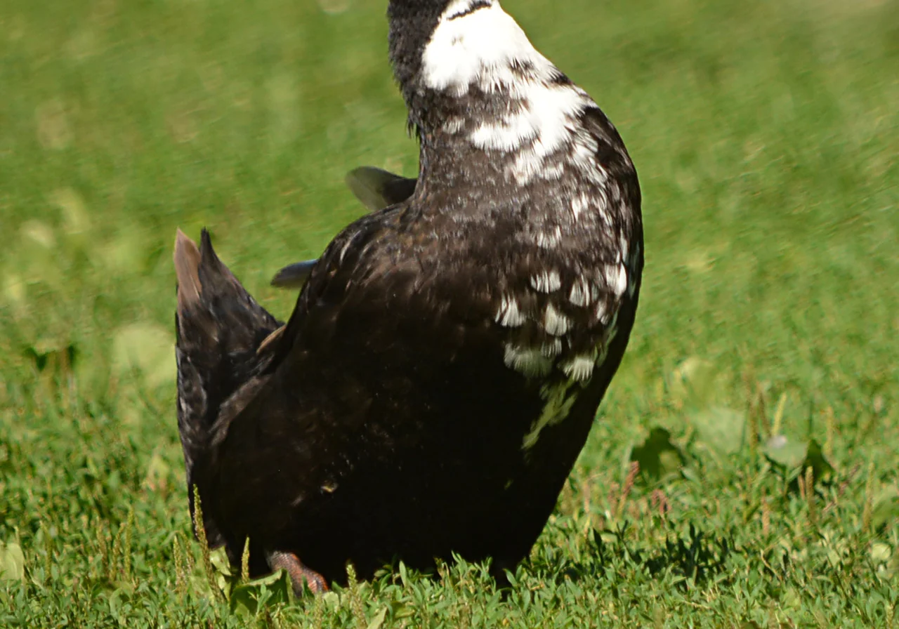 Swedish Blue — duck breed