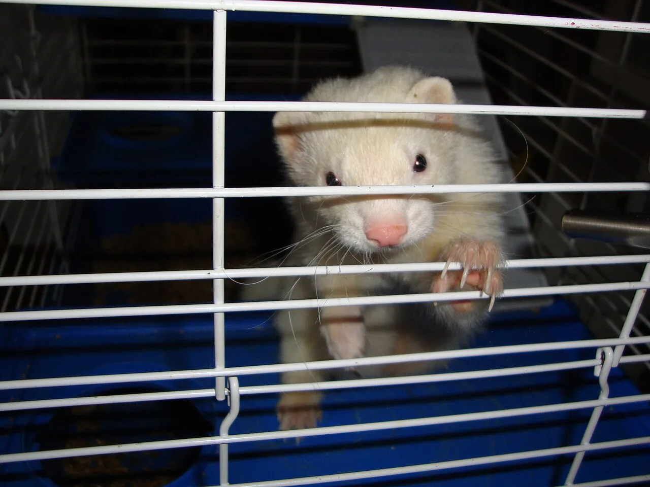 Albino — ferret breed