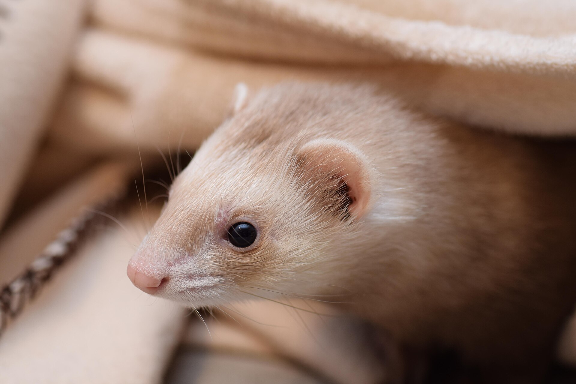 Champagne — ferret breed