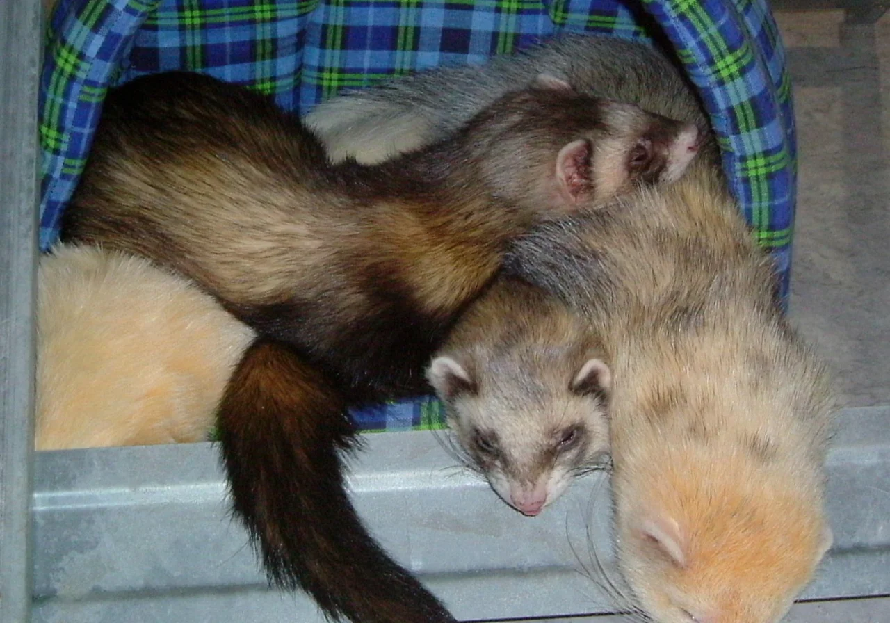 Chocolate — ferret breed