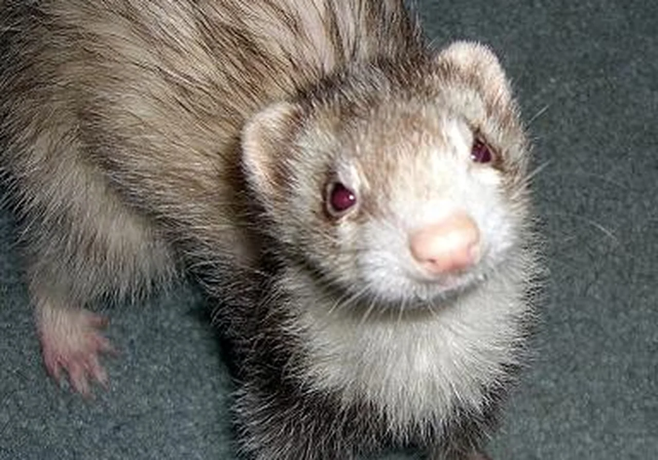 Cinnamon — ferret breed
