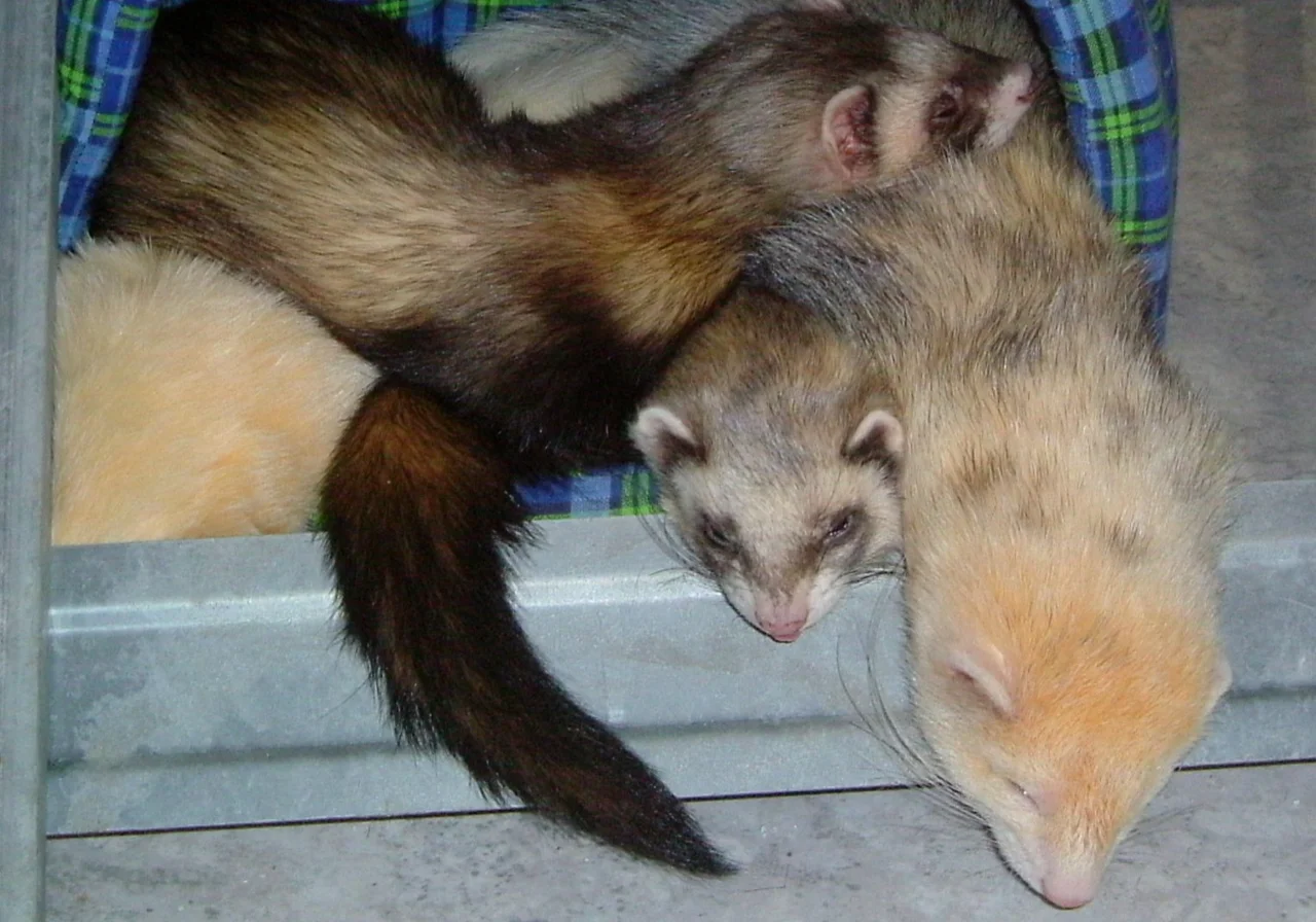 Dark-Eyed White — ferret breed