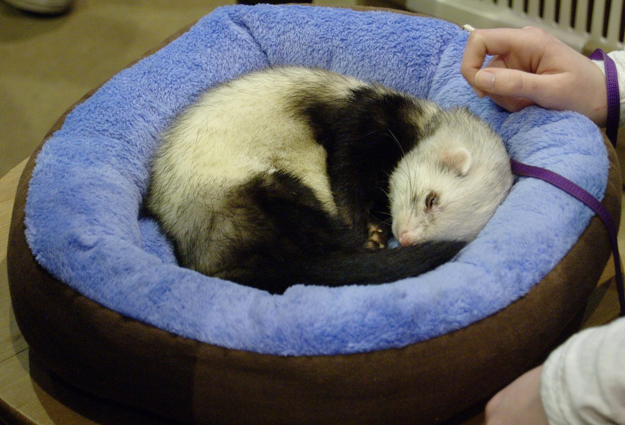 Panda — ferret breed