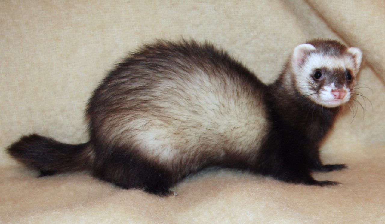 Sable ferret — The classic ferret look — dark mask, rich guard hairs and a playful, inquisitive nature.