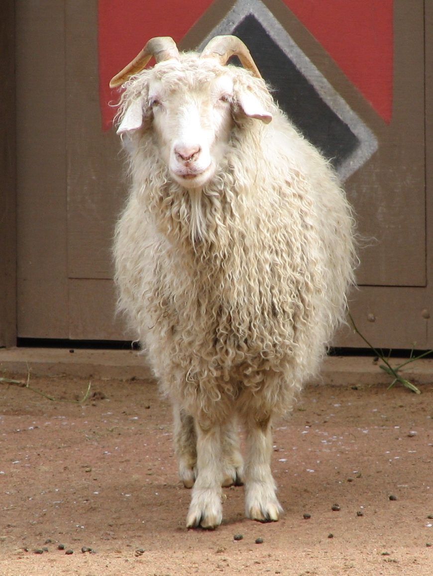Angora — goat breed