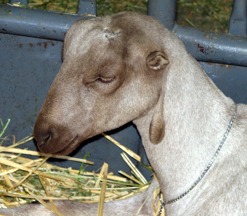 LaMancha — goat breed