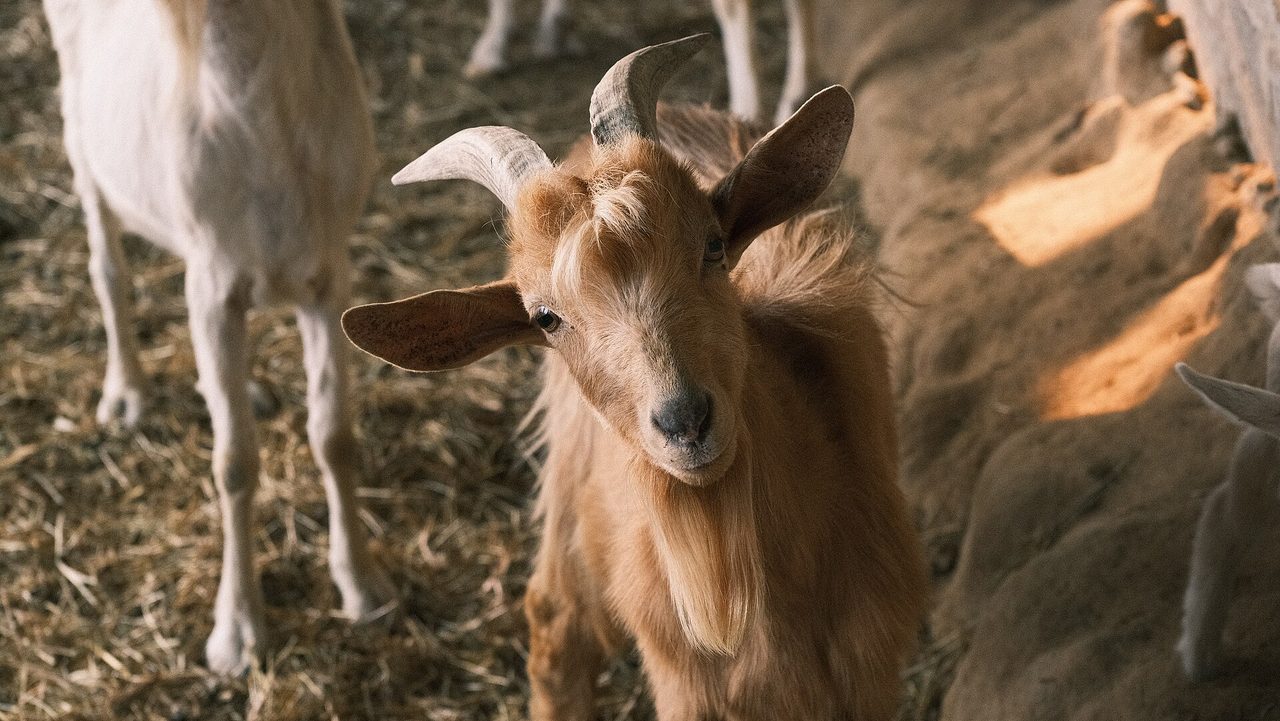Nigerian Dwarf — goat breed