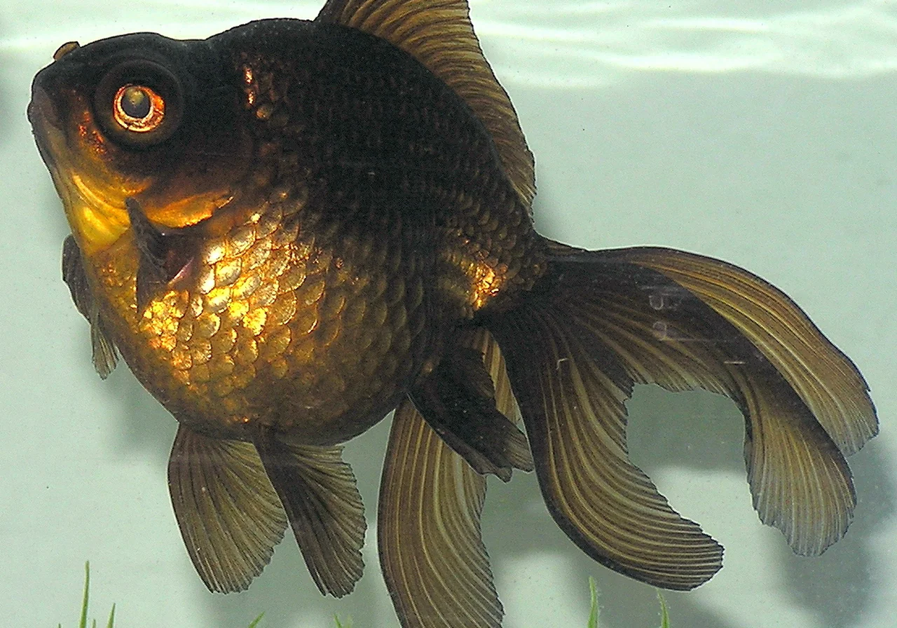 Black Moor — goldfish breed