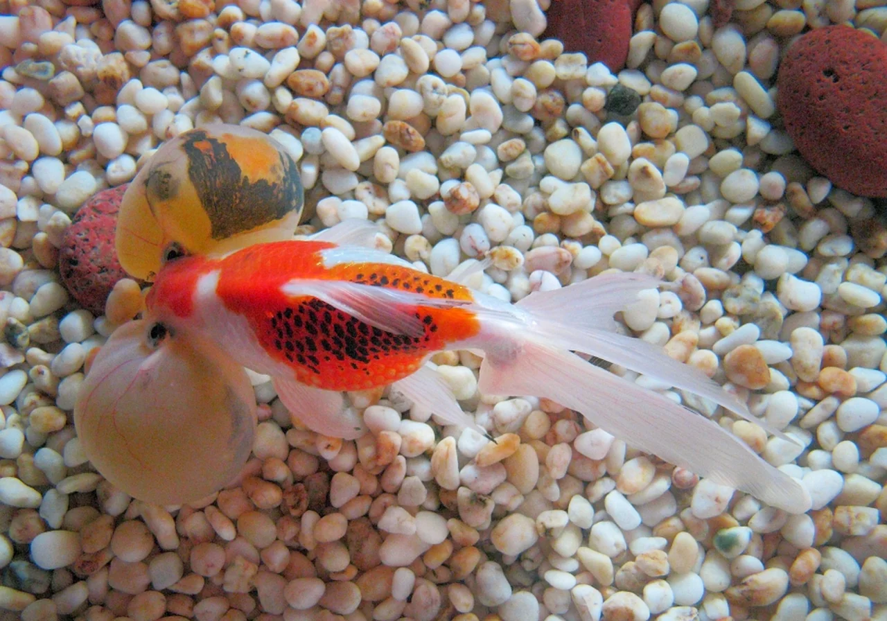 Bubble Eye goldfish — Fluid-filled sacs under the eyes — extremely fragile and not for community tanks.