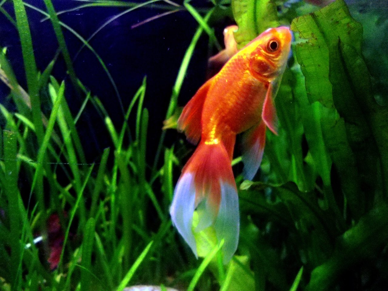 Comet goldfish — Single-tail goldfish with long flowing fins — classic pond swimmer.