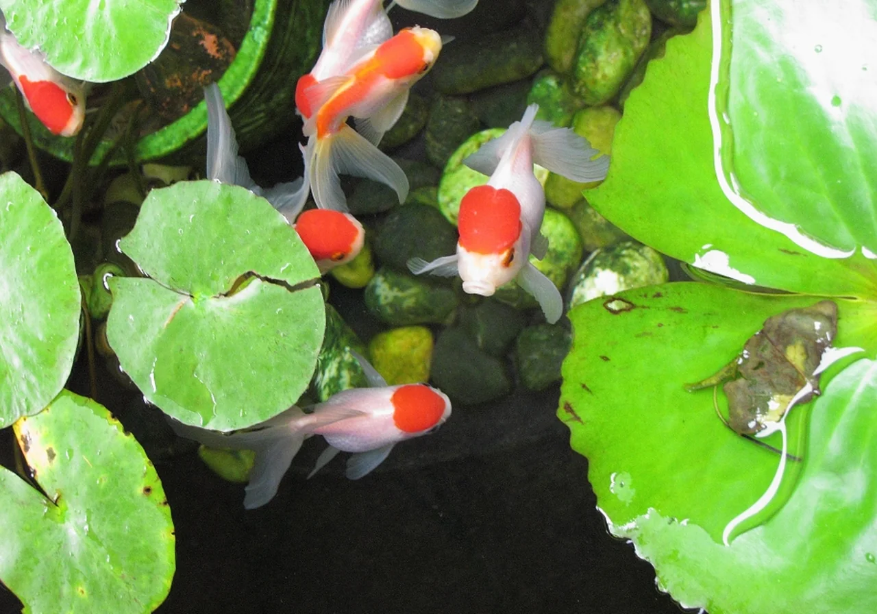 Oranda — goldfish breed