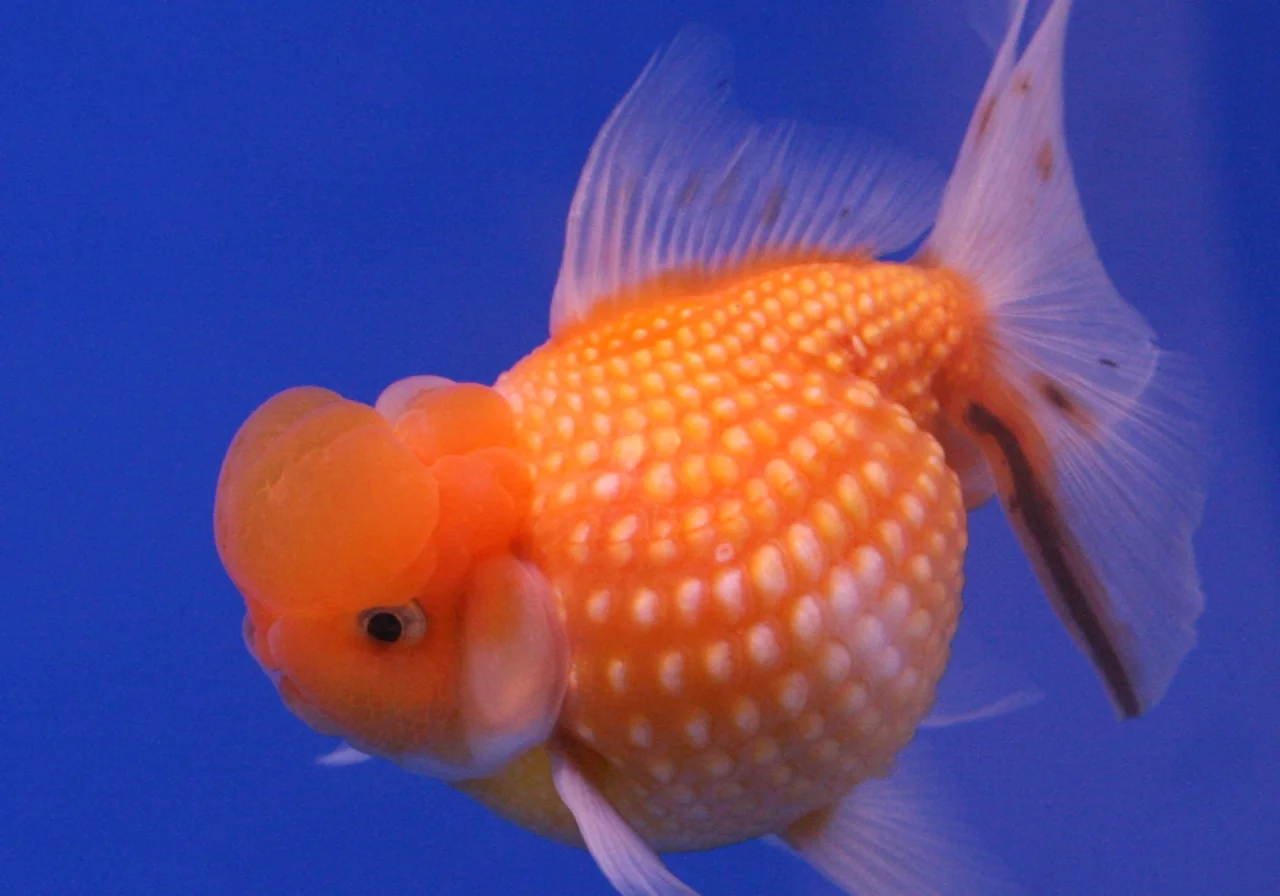 Pearlscale — goldfish breed