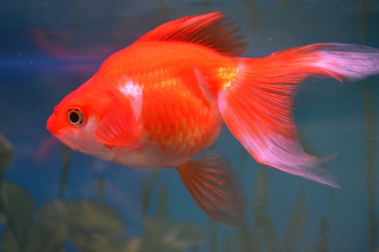 Ryukin — goldfish breed