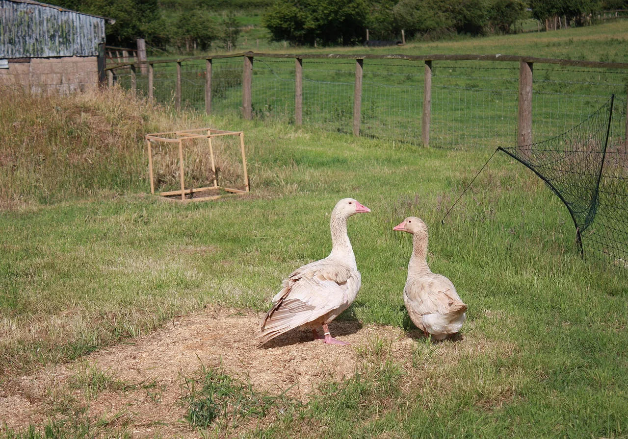 Brecon Buff goose — Warm buff Welsh rare breed — hardy on pasture with a gentle temperament.