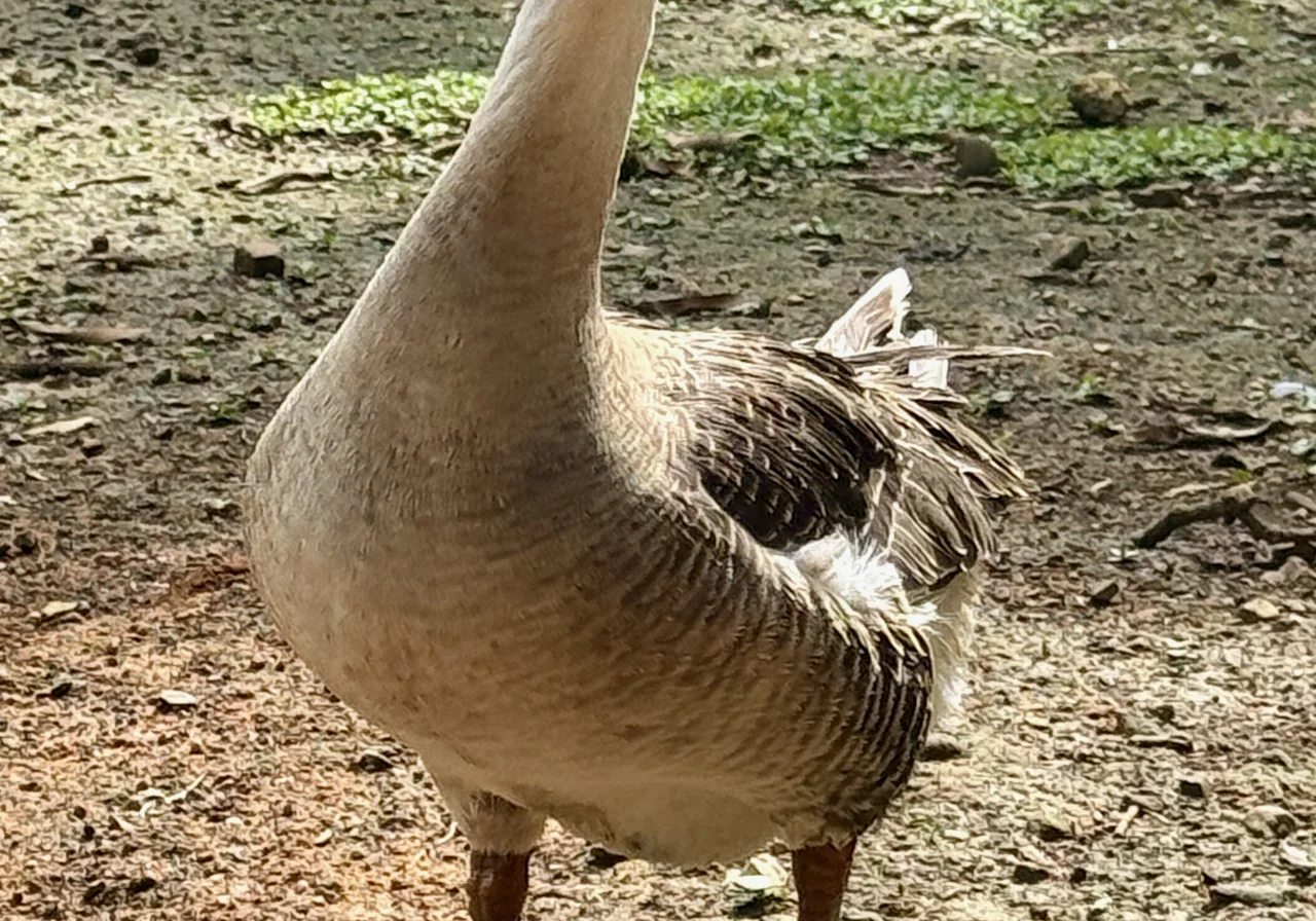 Chinese — goose breed