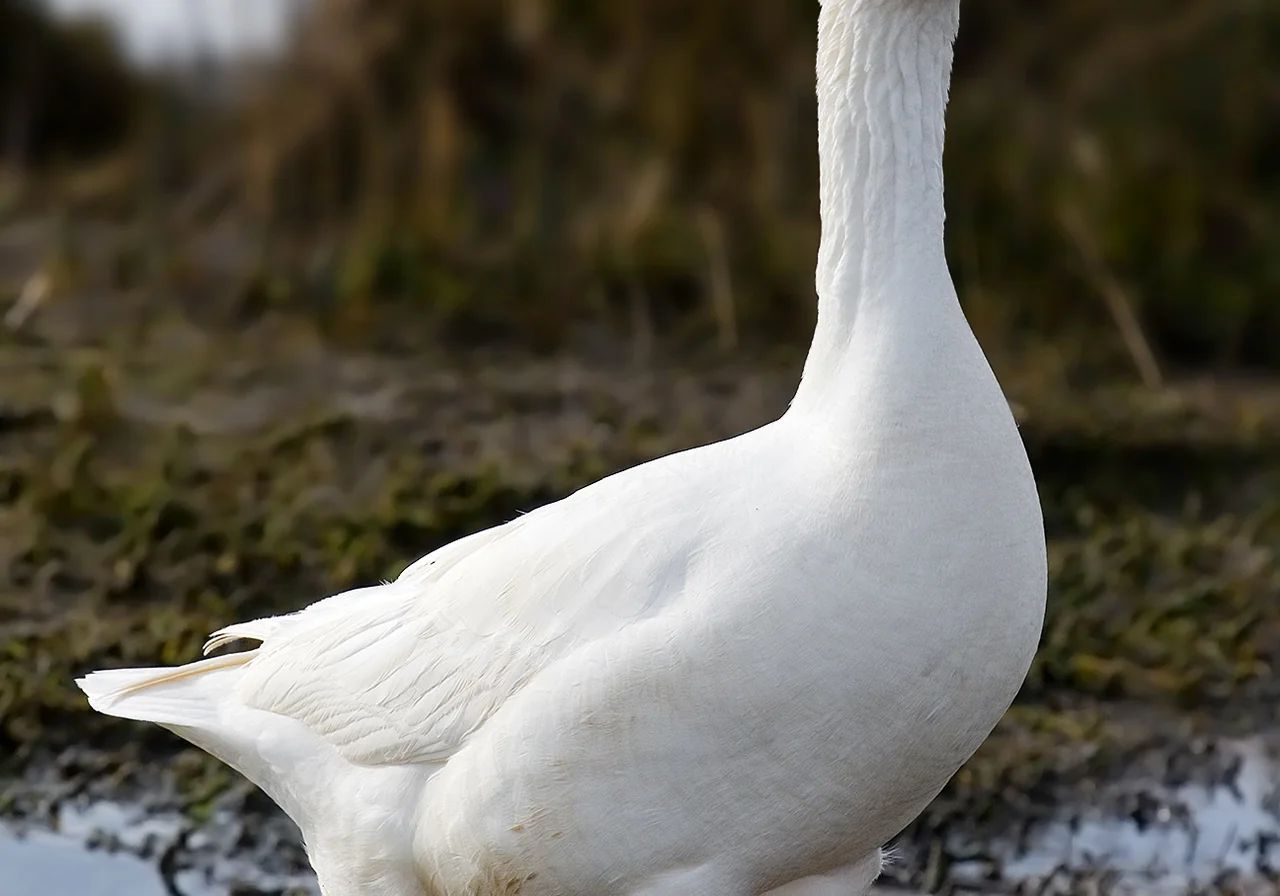 Embden — goose breed