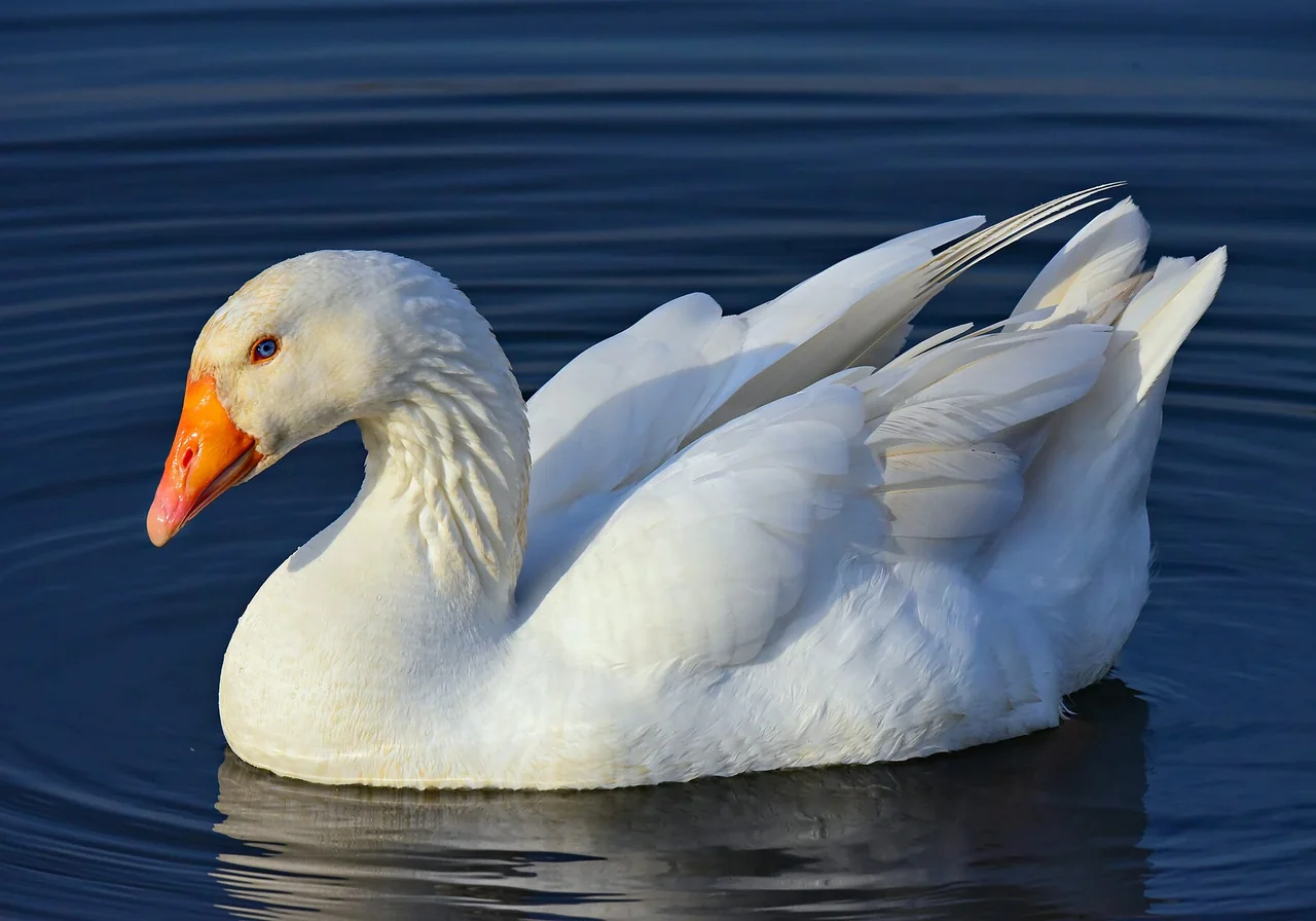 Pilgrim — goose breed