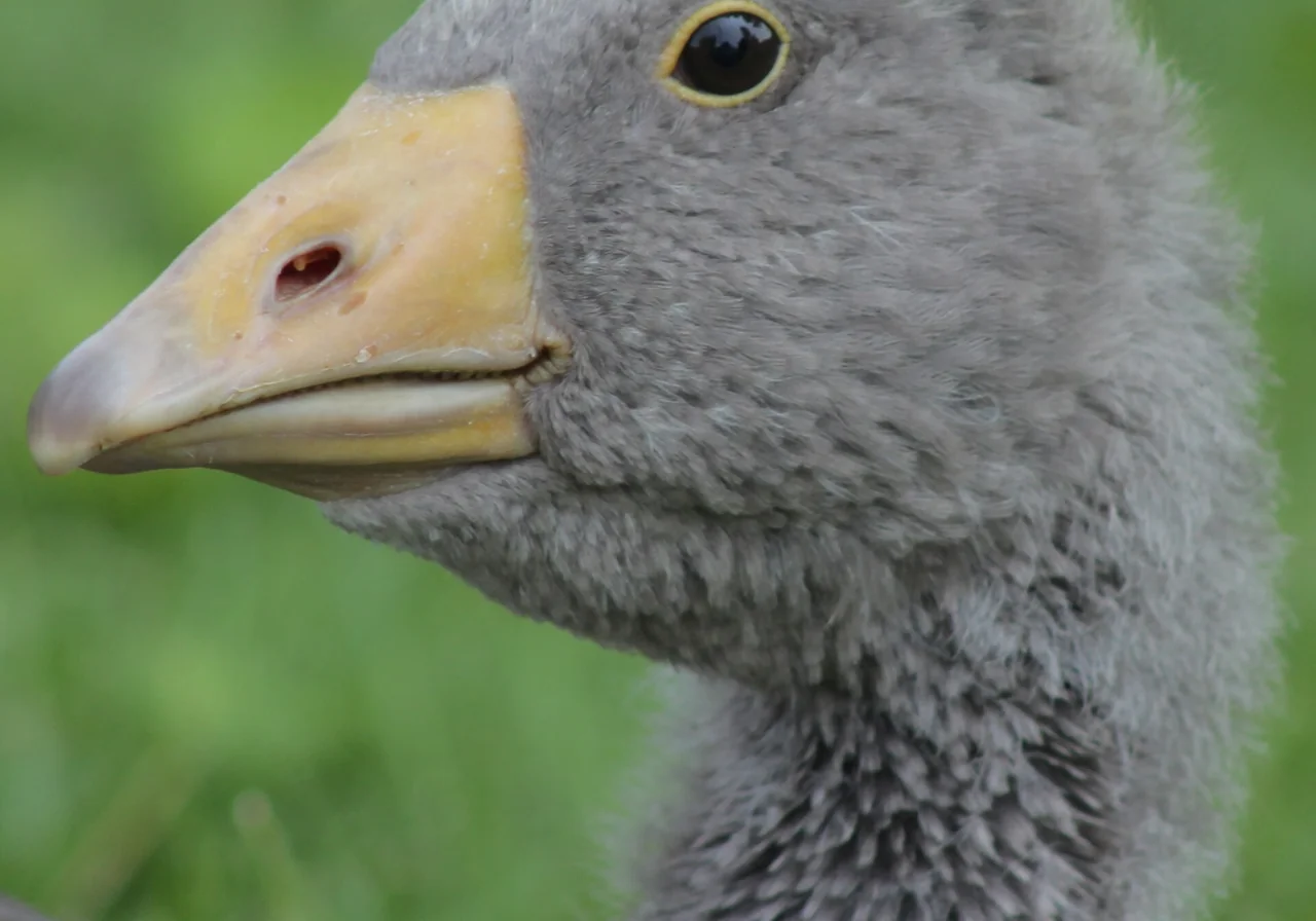 Toulouse — goose breed