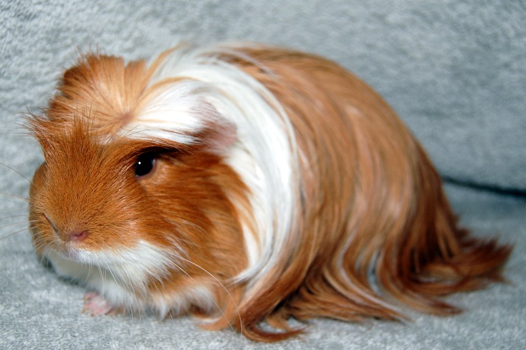 Coronet guinea pig — Silkie-length coat with a central crest rosette — long hair plus a crown.