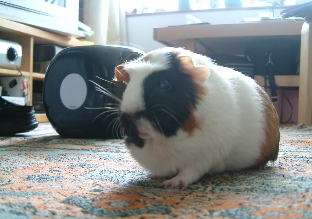 Crested guinea pig — A smooth-coated guinea pig with a single rosette or 'crown' on the head — a show favourite.