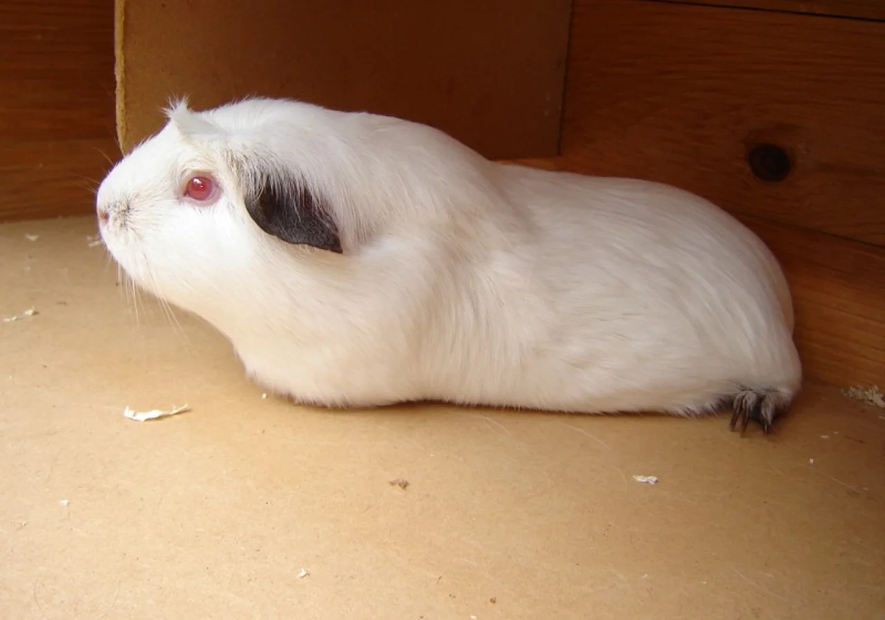 Himalayan — guinea pig breed