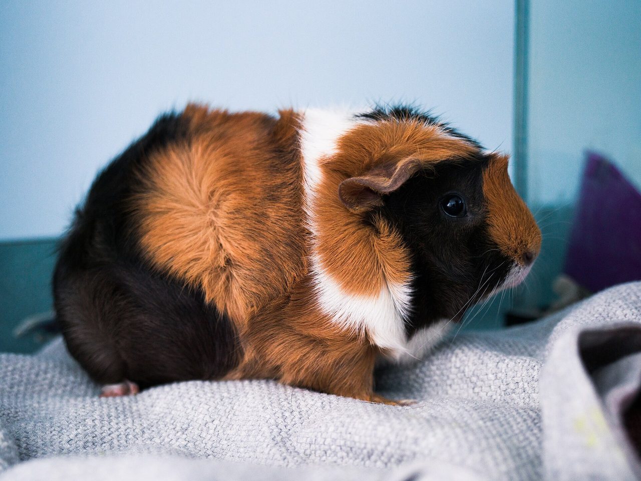 Lunkarya — guinea pig breed